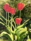 Spring is here #1