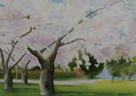 Vancouver Cherry Trees