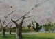 Vancouver Cherry Trees