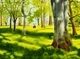 Kitsilano Trees #2