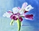 Tulips #1