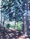 Play of Light on Whistler Path