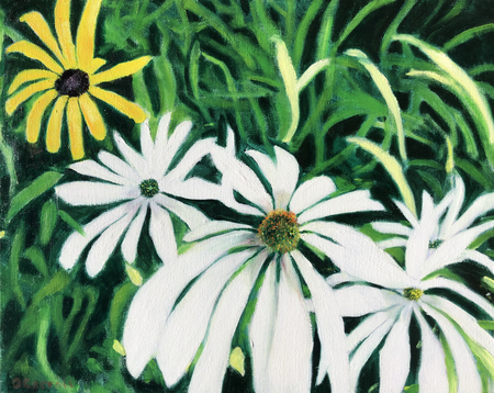 Echinacea Encore